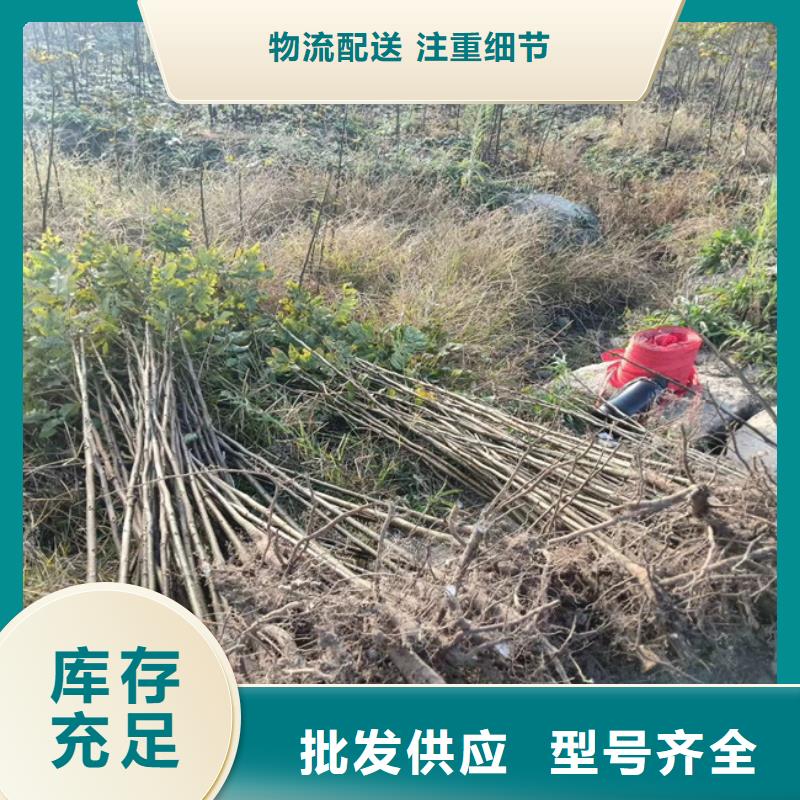 碧根果石榴树苗实力商家推荐同城货源