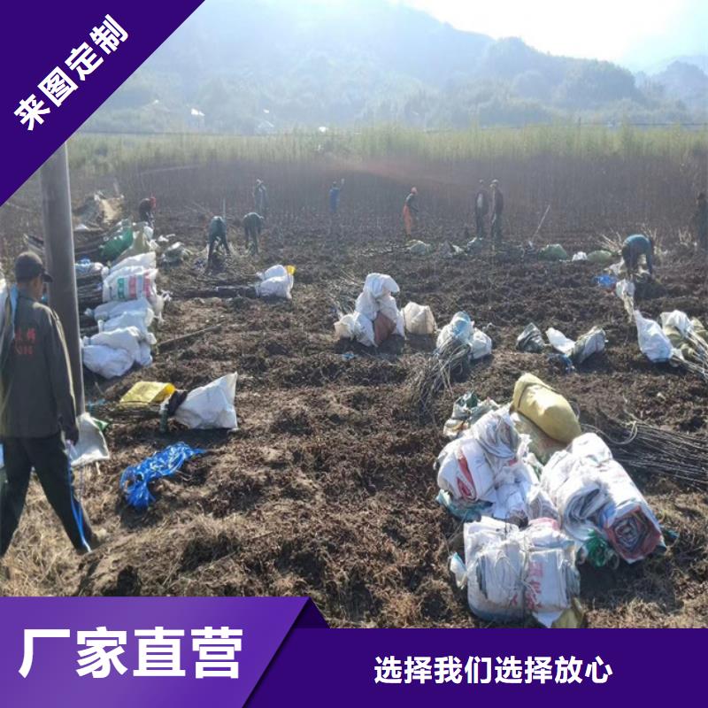 碧根果梨树苗不只是质量好<当地>生产厂家