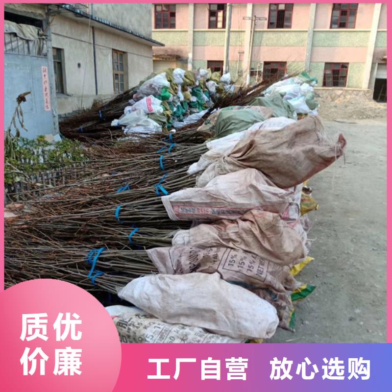 碧根果苗种植基地附近经销商