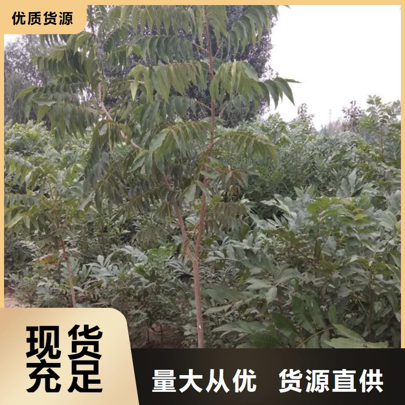 碧根果,苹果苗支持非标定制物美价优