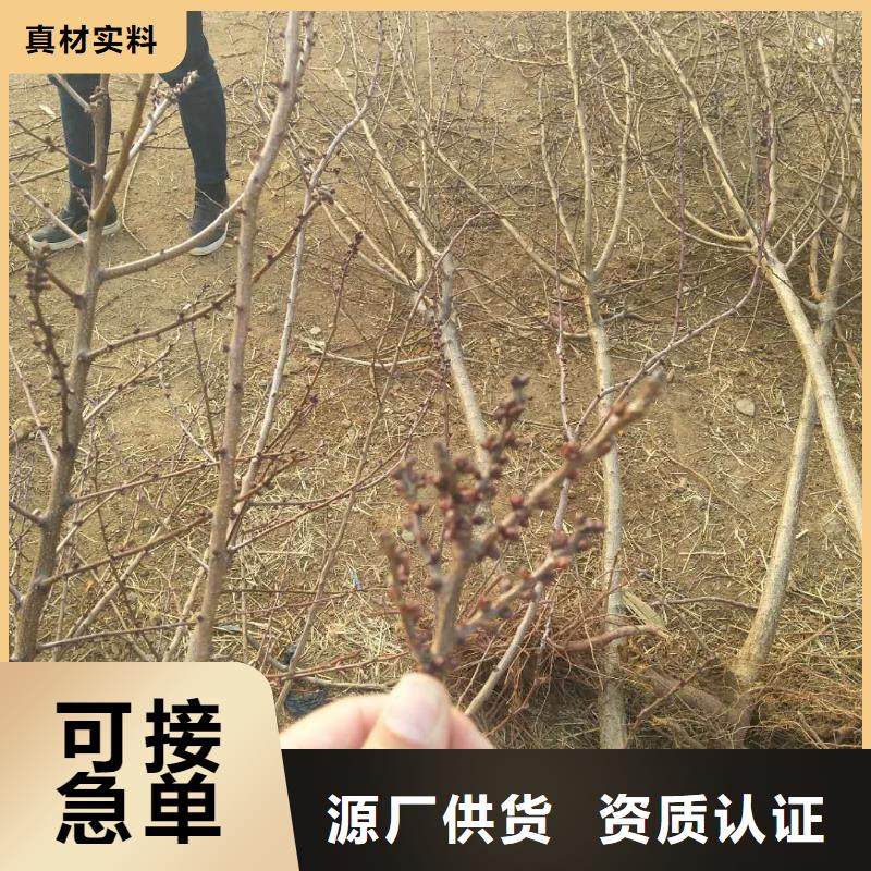 蜜香杏树苗种植技术【当地】制造商