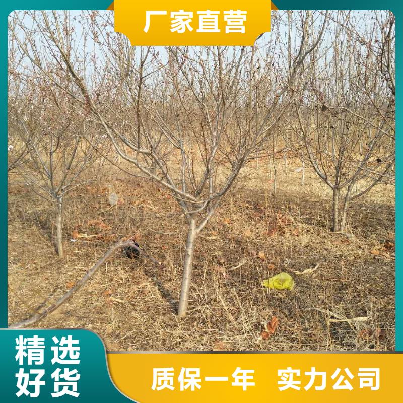 杏_苹果苗质量优选<当地>品牌