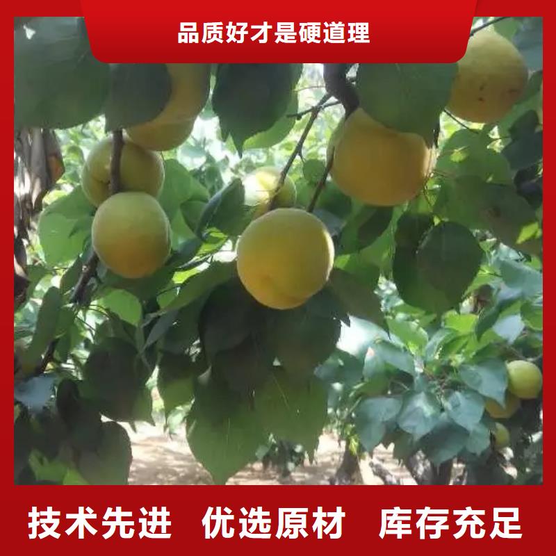 蜜香杏树苗量大从优同城货源