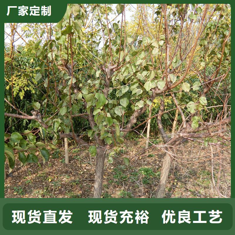 【杏】無(wú)花果苗常年供應(yīng)當(dāng)?shù)毓? width=