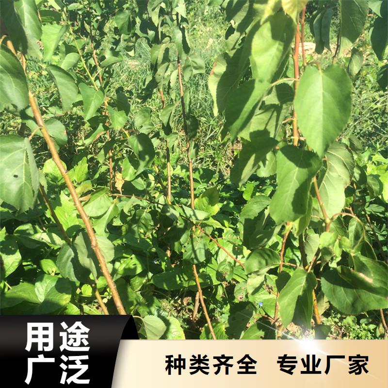 杏红颜草莓来图定制用心经营