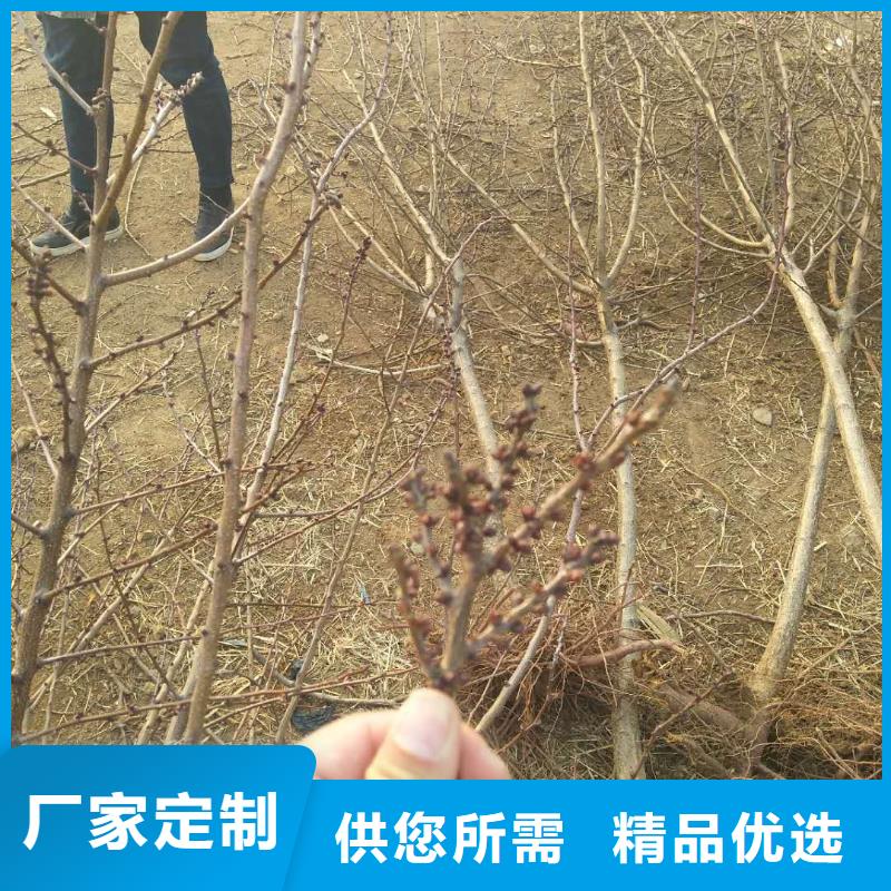 杏苹果苗用心服务当地制造商