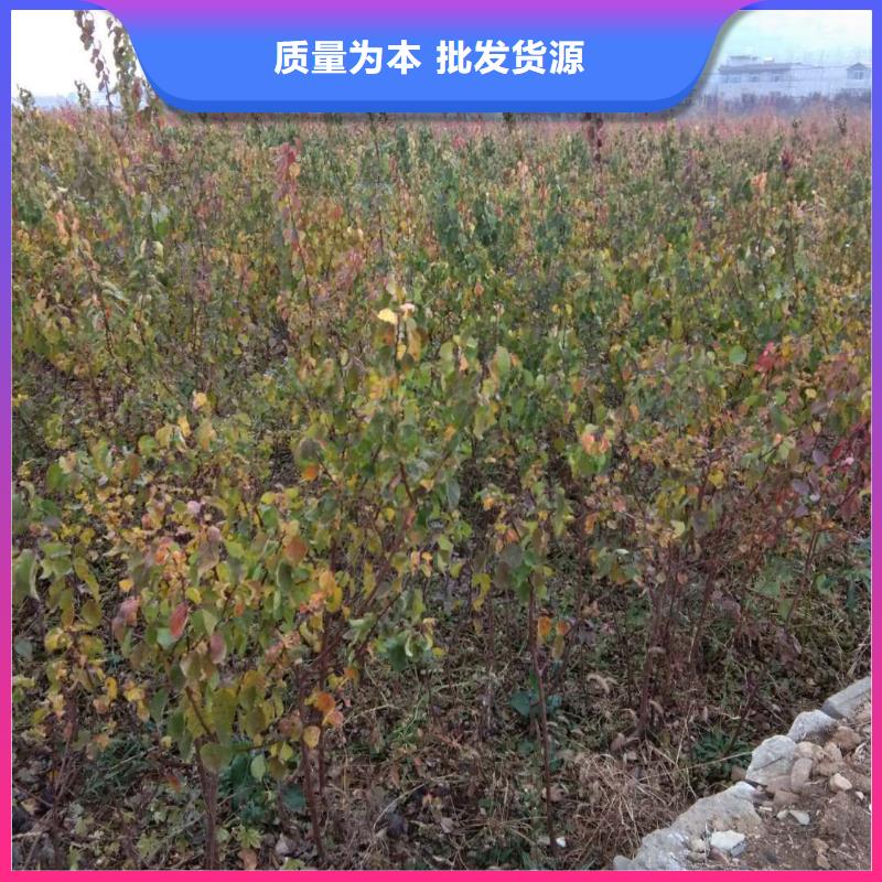 珍珠油杏树苗适合种植地区<本地>品牌