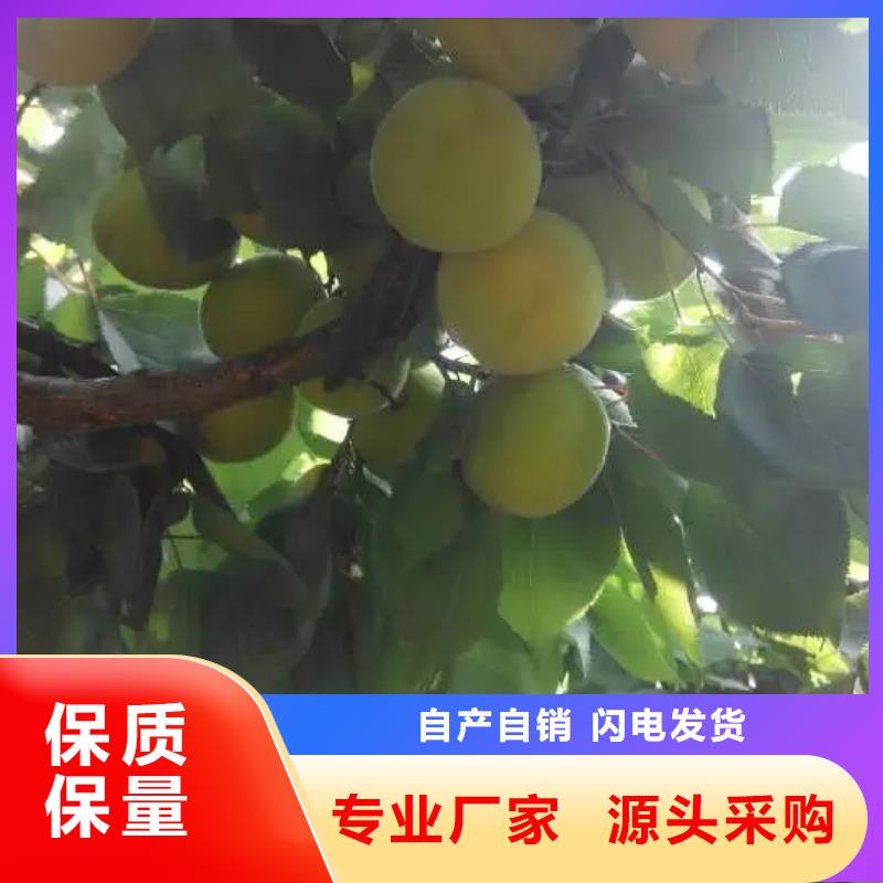 【杏】无花果苗供货及时本地制造商