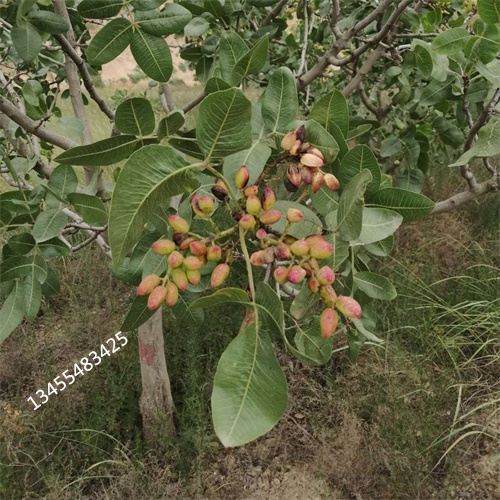 开心果苗一亩地多少棵厂家