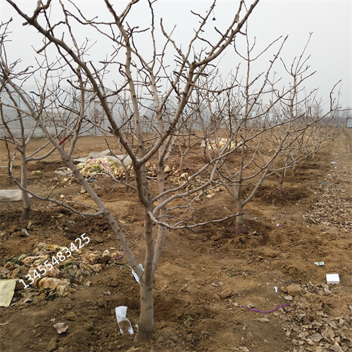 开心果苗种植基地[本地]厂家