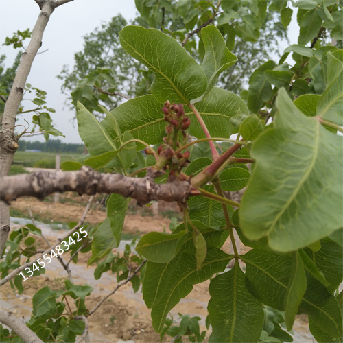 开心果苗量多优惠价格地道