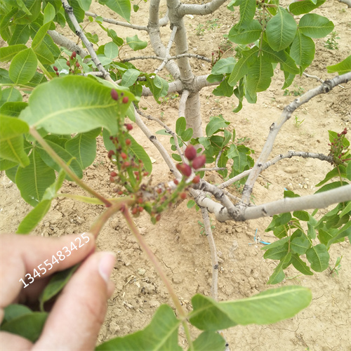 开心果苗种植管理技术源厂直接供货