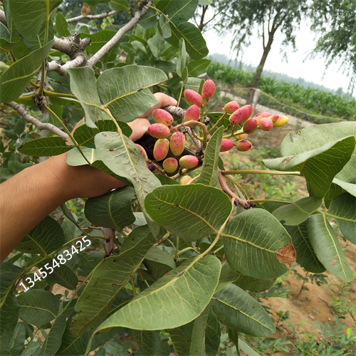 开心果苗经济效益用心做好每一件产品