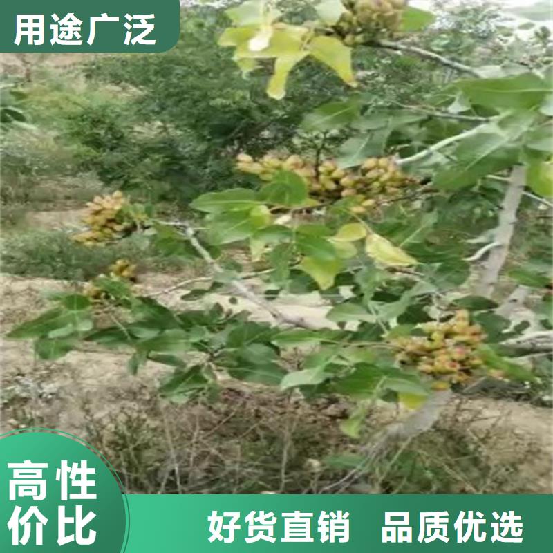 开心果蓝莓苗交货准时工艺成熟