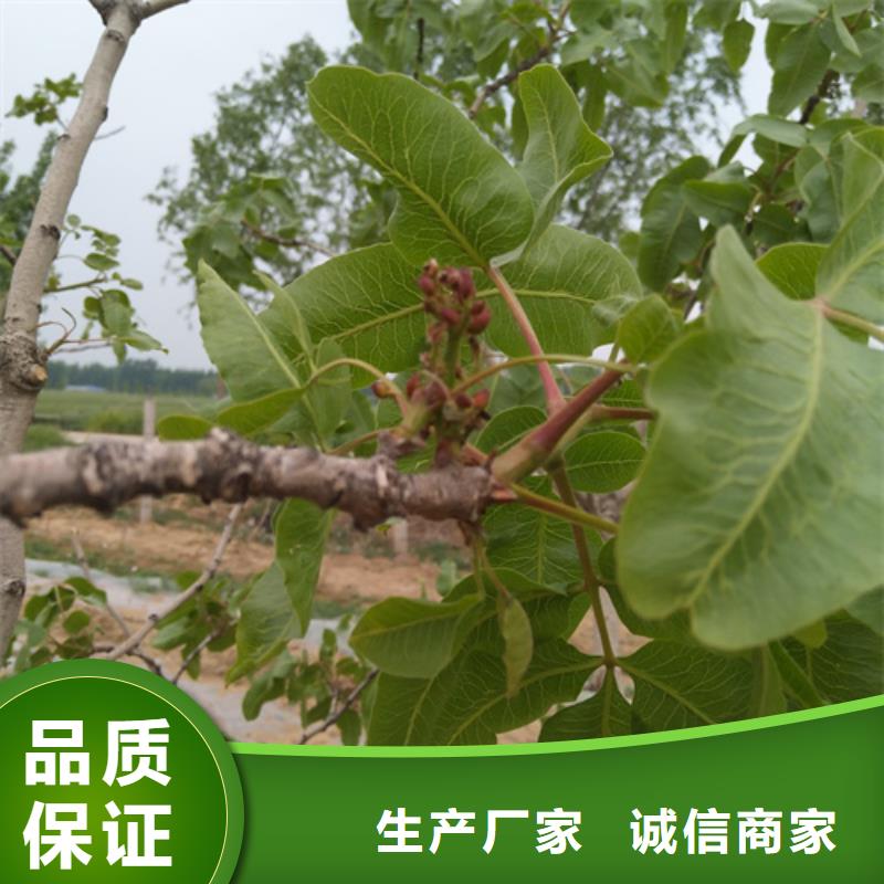 开心果【苹果苗】用品质说话当地货源