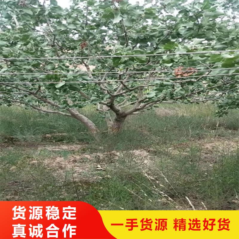 阿月浑子树苗适合种植地区随心所欲定制