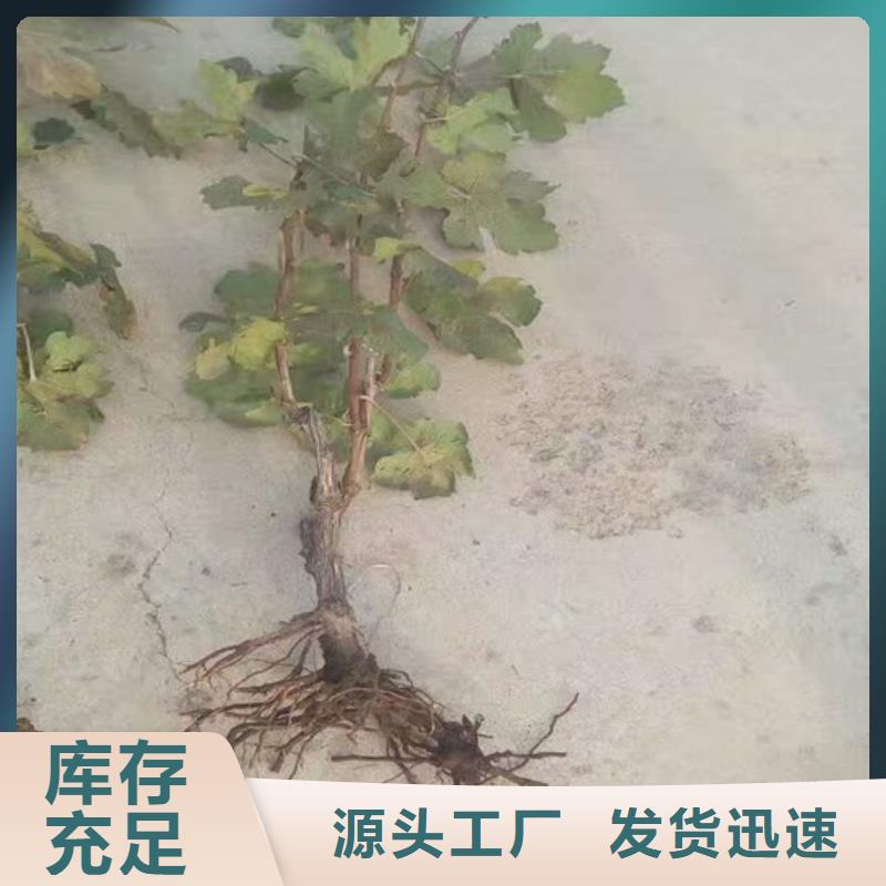 口碑好的葡萄树厂家全品类现货