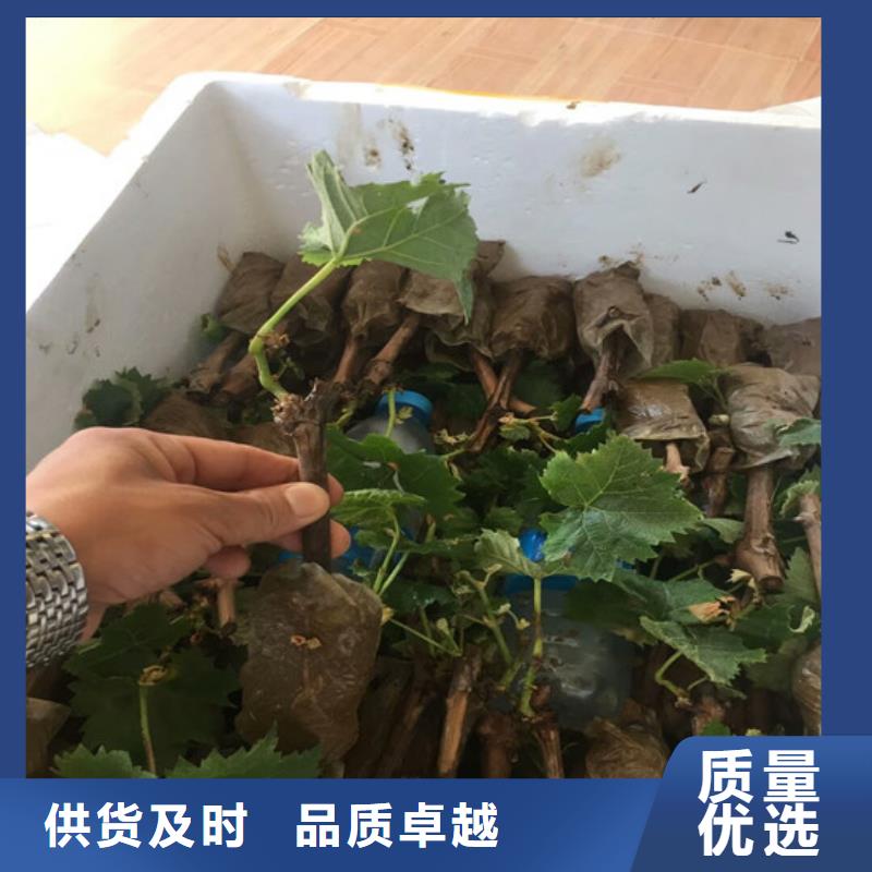 藤稔葡萄苗-藤稔葡萄苗基地随心所欲定制