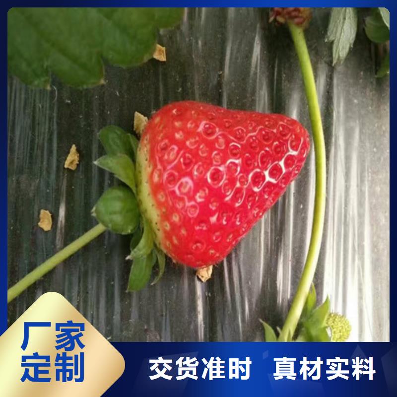 太仓出售草莓种苗，草莓种苗品种选择同城品牌