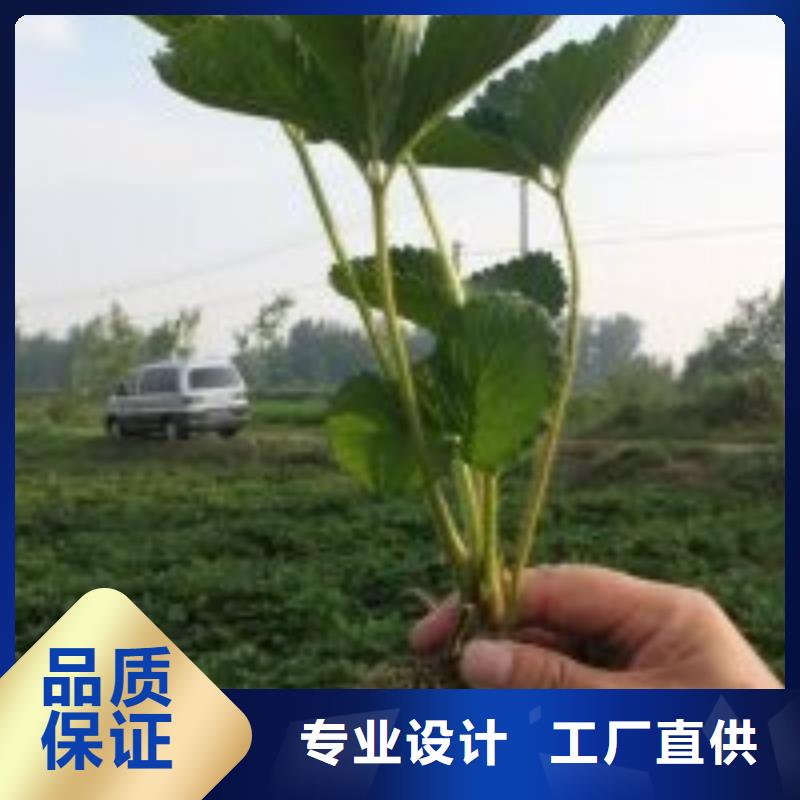 专业销售圣诞红草莓苗-保量支持大小批量采购