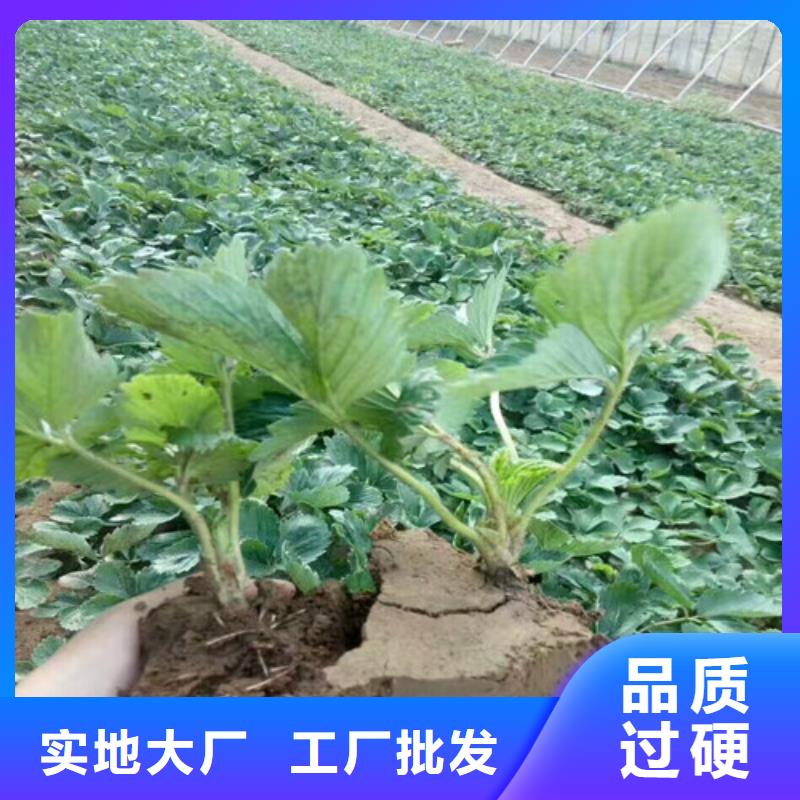 草莓苗香椿树苗种类多质量好源头厂家供应