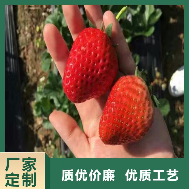 草莓苗黄宝石梨树苗产品细节参数同城供应商