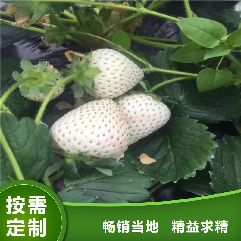 哪里批发巧克力草莓苗，巧克力草莓苗种植条件同城公司