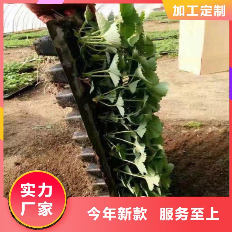 哪里出售艳丽草莓苗，艳丽草莓苗亩产多少专业设计