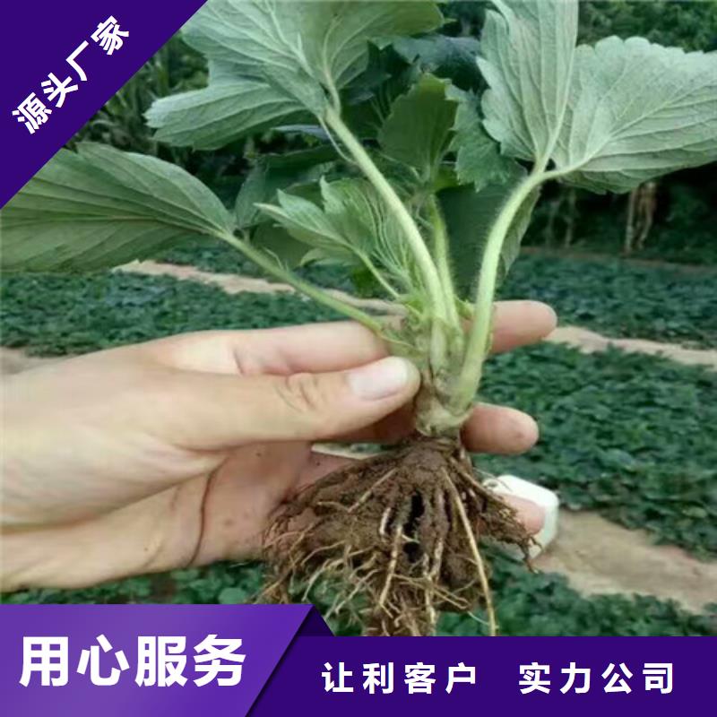 宁玉草莓苗、宁玉草莓苗价格同行低价