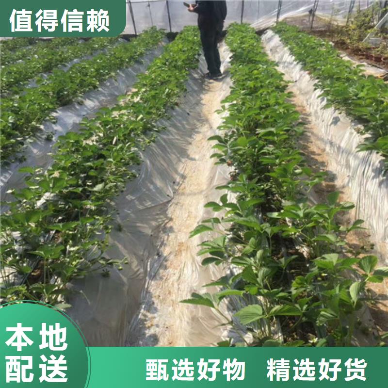 香蕉草莓苗企业-经营丰富用品质赢得客户信赖