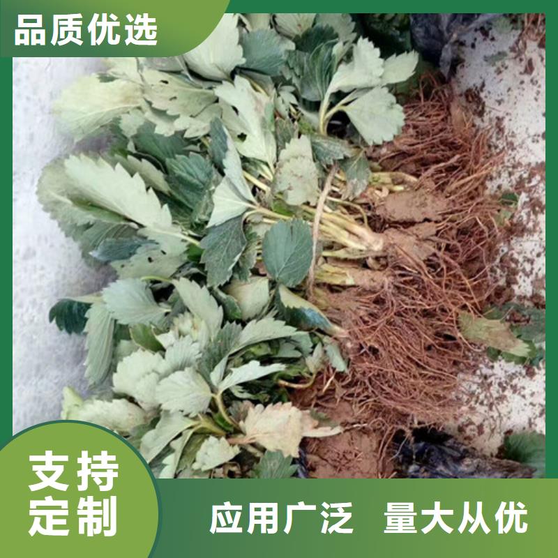 草莓苗香梨树苗价格合理现货直发