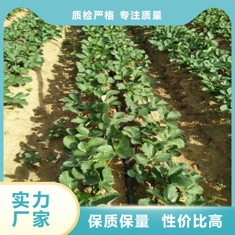 香野草莓苗便宜价格诚信商家