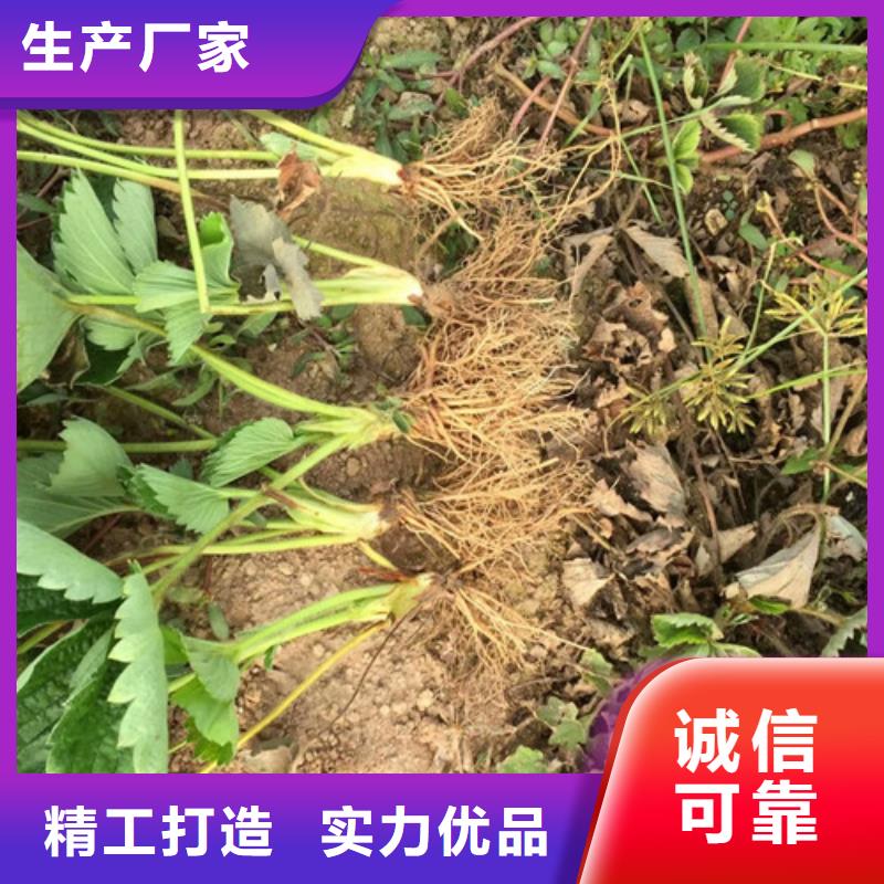 白草莓苗亩产多少厂家规格全