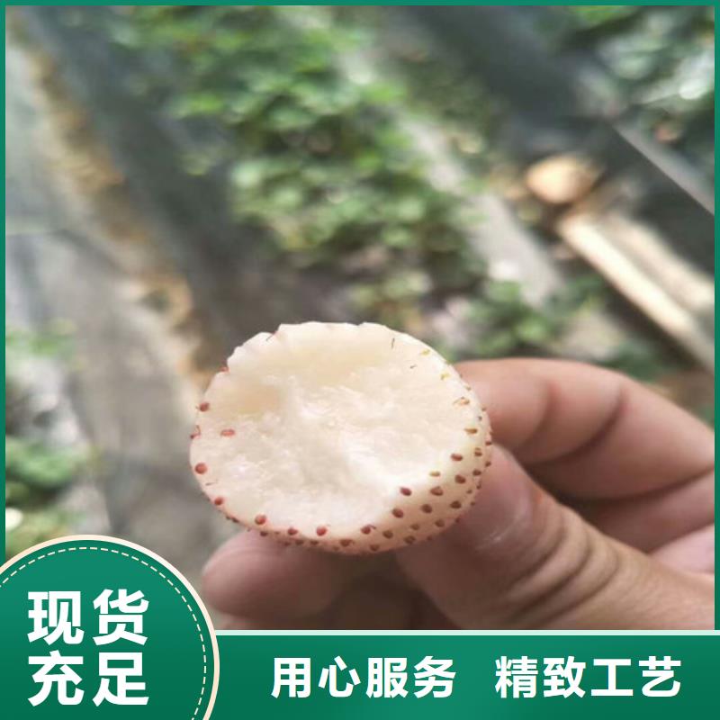 甜查理草莓苗栽植密度供应采购