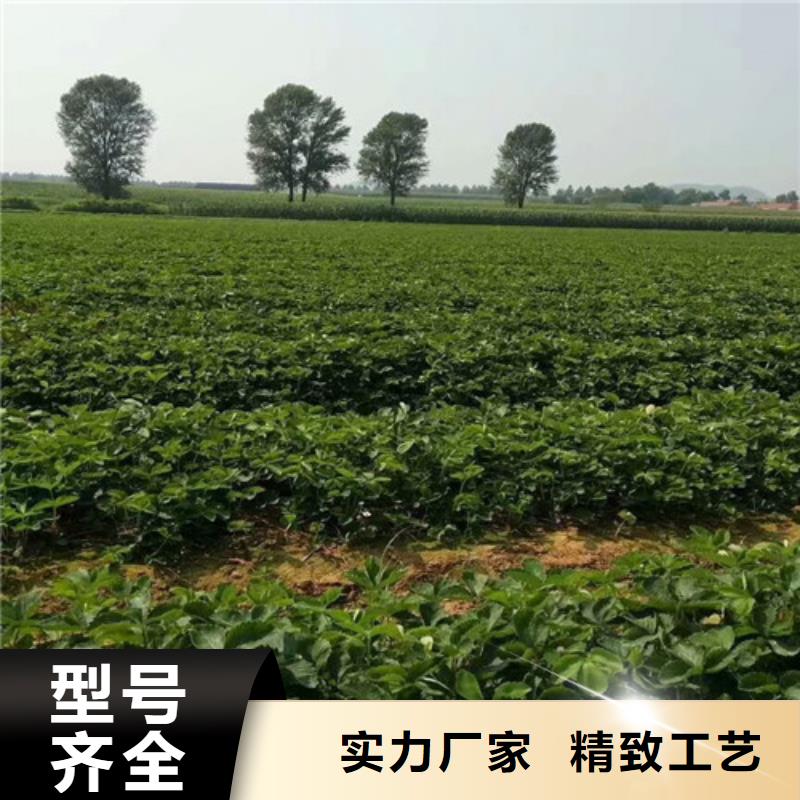 ​草莓苗_樱桃苗源头实体厂商客户好评