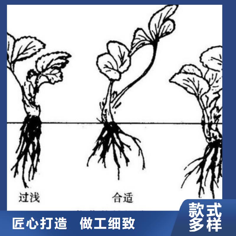 四季草莓苗价格多少当地货源