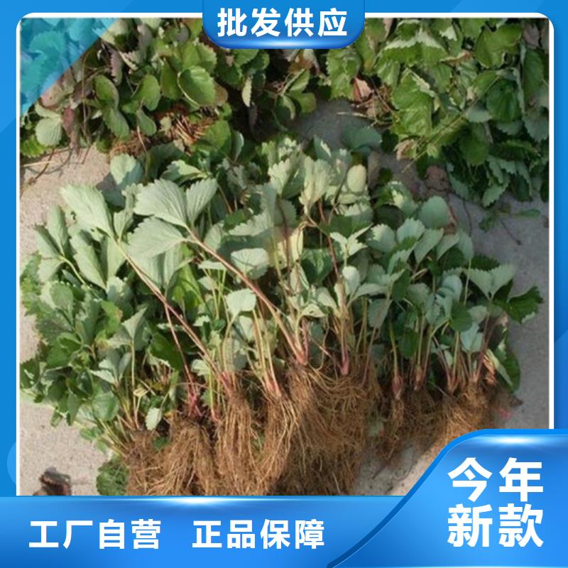 【草莓苗】苹果苗多行业适用现货采购