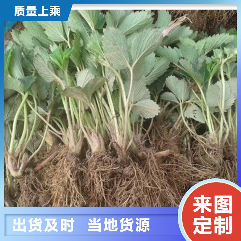 香蕉草莓苗批发追求细节品质