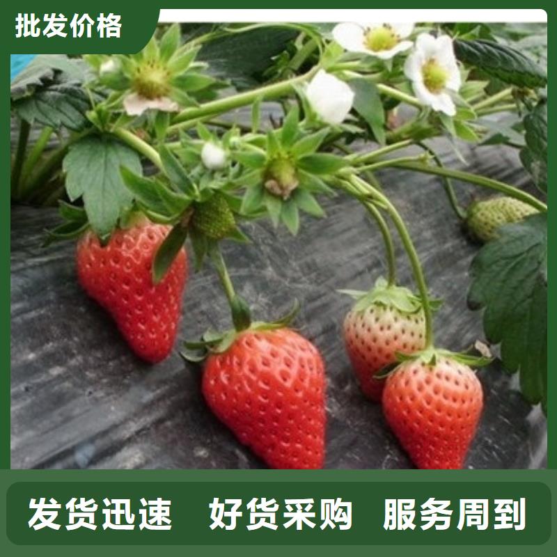 相城出售草莓苗品种，草莓苗品种品种齐全详细参数