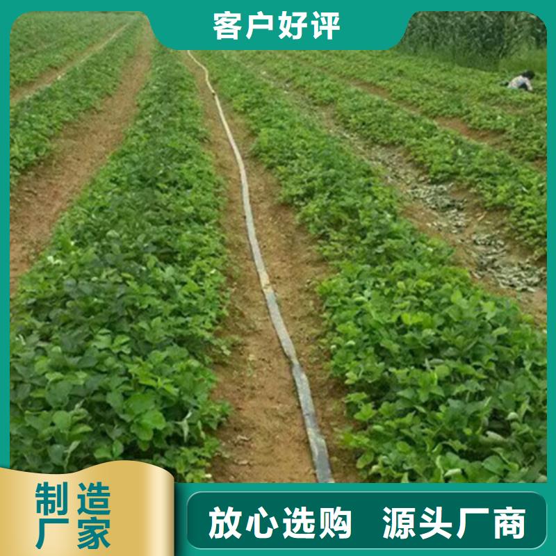 牛奶草莓苗厂家实力雄厚不只是质量好