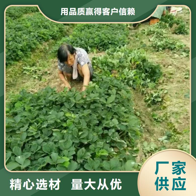 妙香草莓苗附近公司