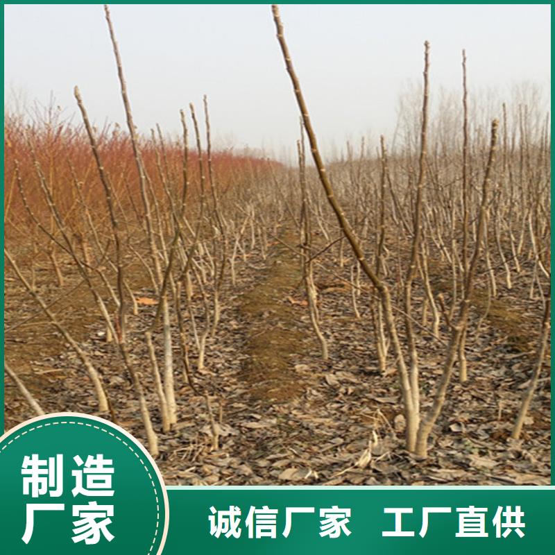 核桃苗_【樱桃苗】生产加工定制定做