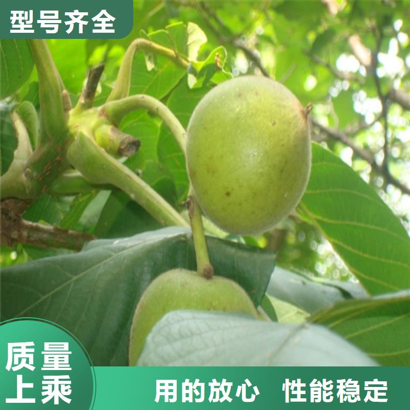 核桃苗【苹果苗】来图加工定制同行低价