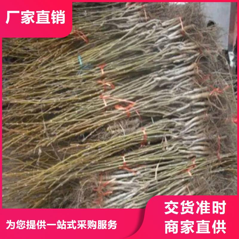 【核桃苗果树苗追求品质】本地生产厂家