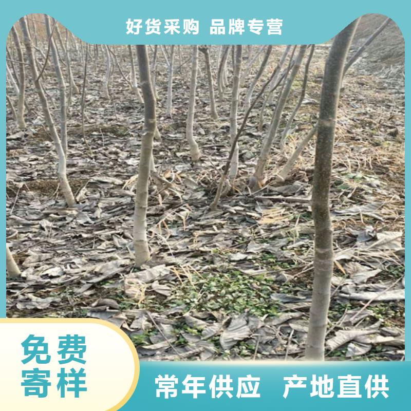 核桃苗-苹果苗定制批发当地货源