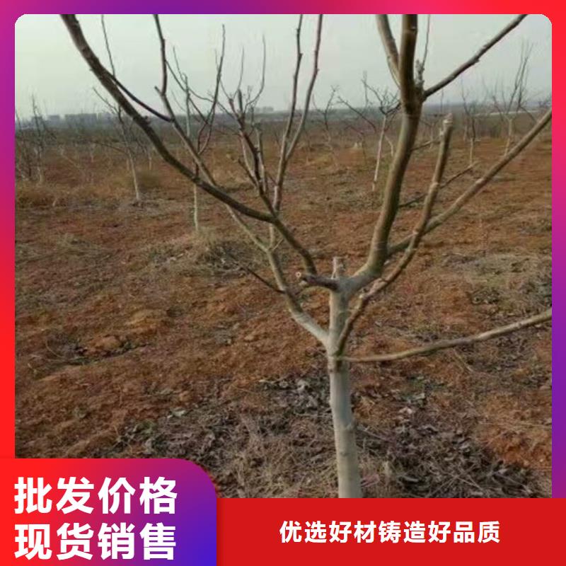 ​核桃苗【草莓苗价格】诚信可靠实体厂家支持定制