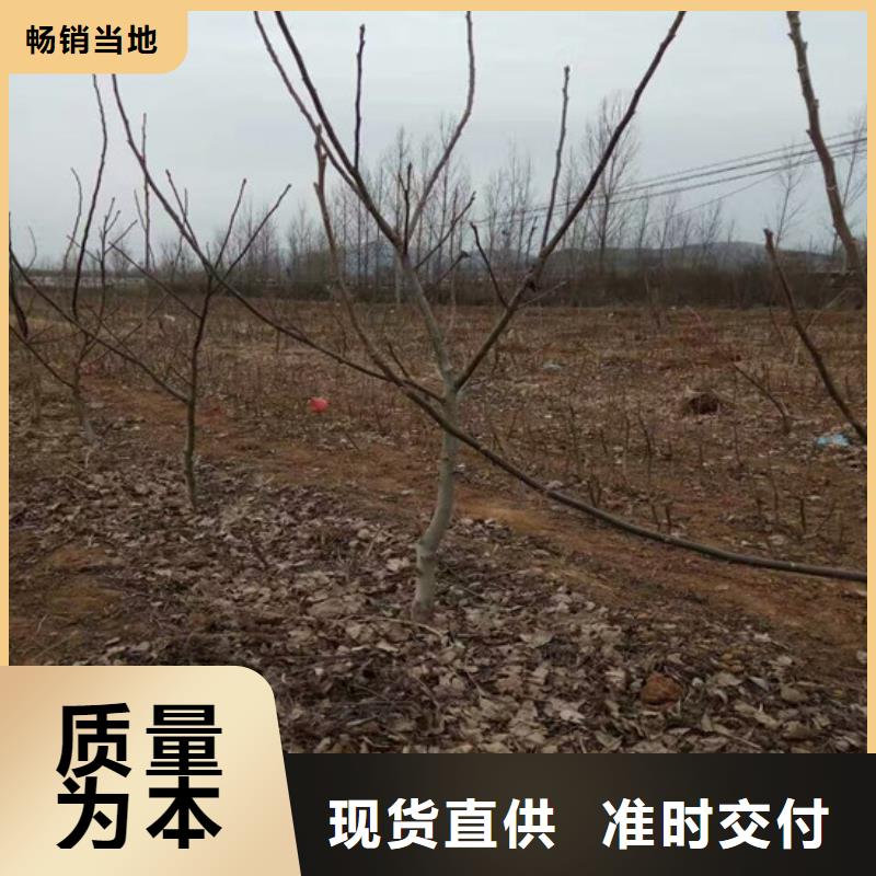 核桃苗-果树苗批发基地符合国家标准定制批发