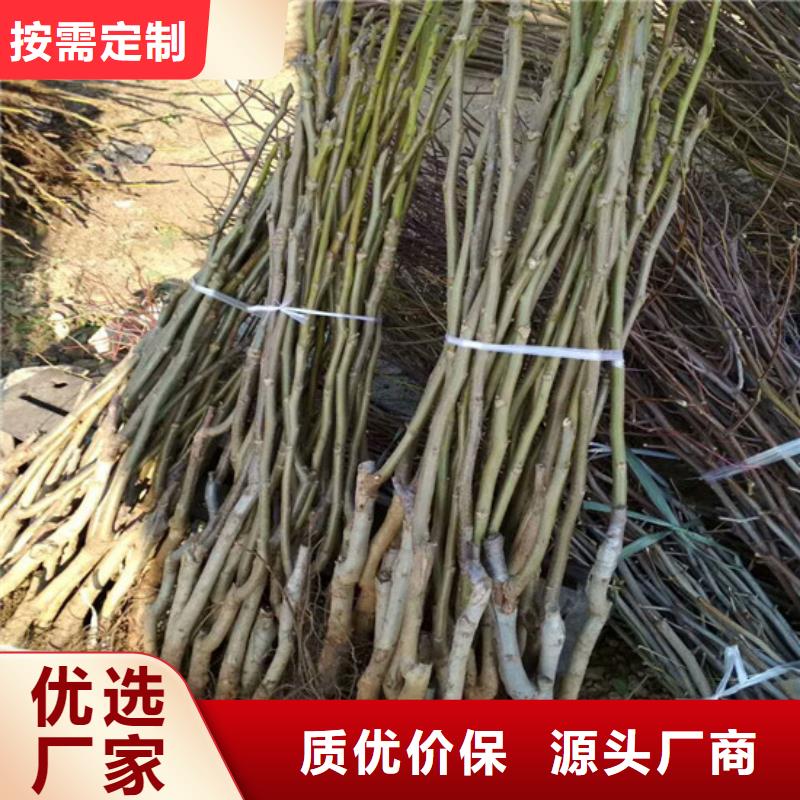 核桃苗_【青苹果树苗】专业厂家同城厂家