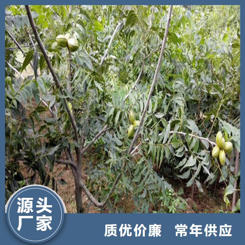 【核桃苗】果树苗批发基地闪电发货诚信商家