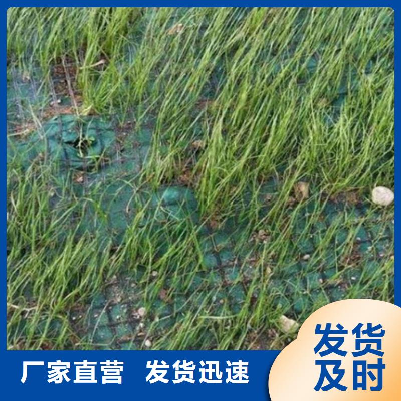 边坡植被垫种类多质量好